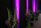 Dekolys, uplights, blomster